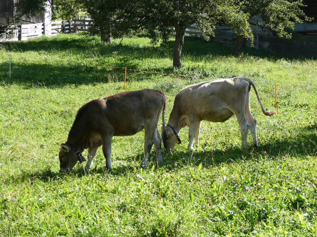 (254'881) - Zwei K�lber am 8. September 2023 in Zillis
