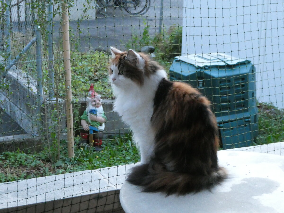 (255'417) - Katze Nimerya am 18. September 2023 in Thun