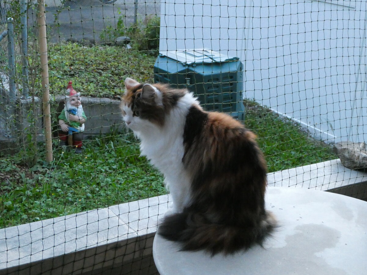 (255'418) - Katze Nimerya am 18. September 2023 in Thun