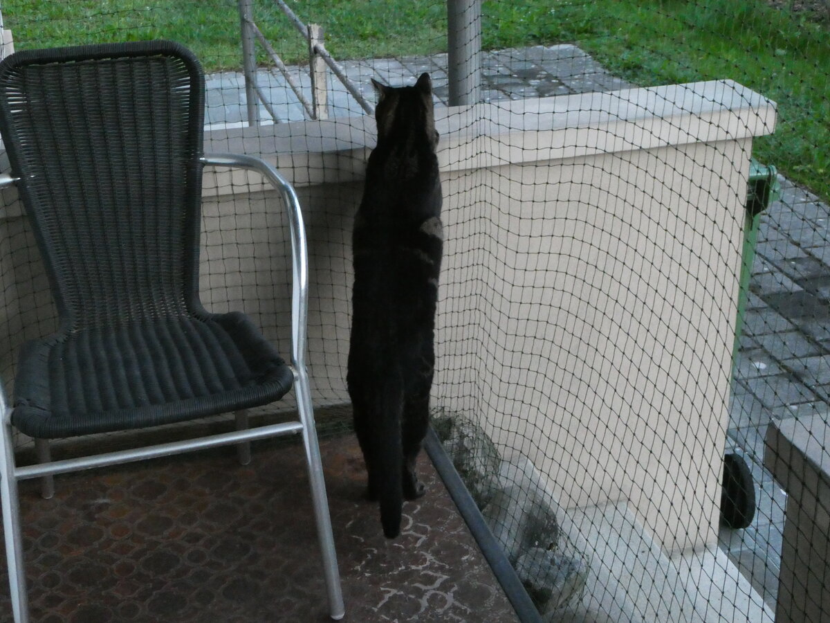 (255'419) - Kater Shaggy am 18. September 2023 in Thun