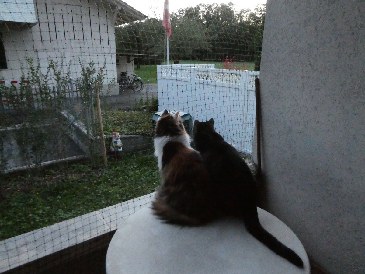 (255'420) - Katze Nimerya und Kater Shaggy am 18. September 2023 in Thun