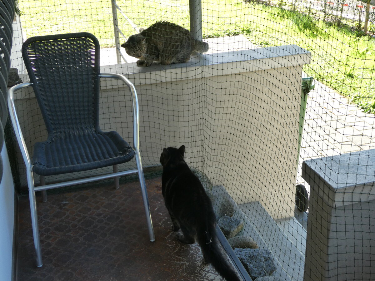 (255'444) - Kater Shaggy hat  Besuch  am 20. September 2023 in Thun