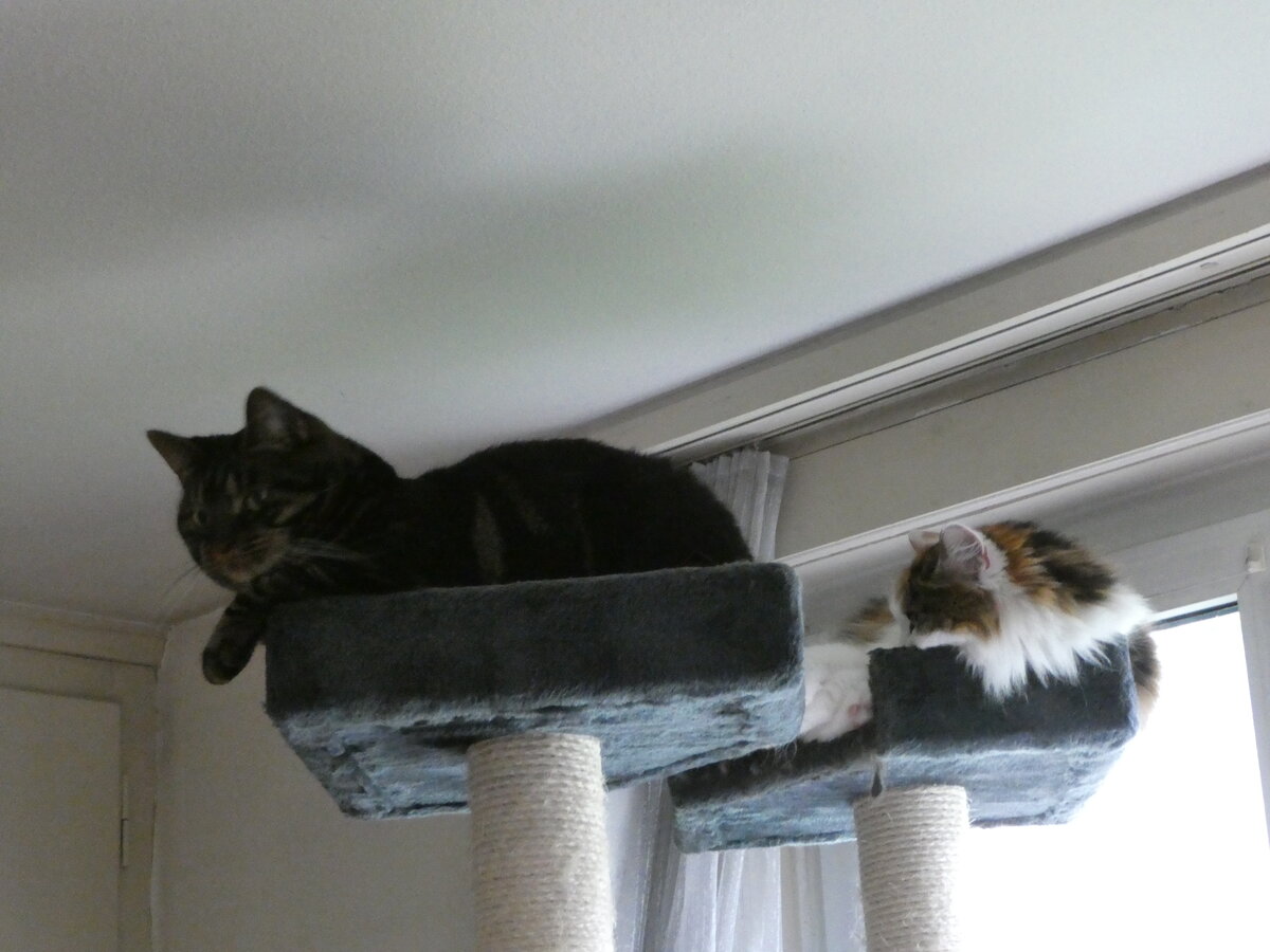 (255'461) - Shaggy und Nimerya hoch oben am 21. September 2023 in Thun