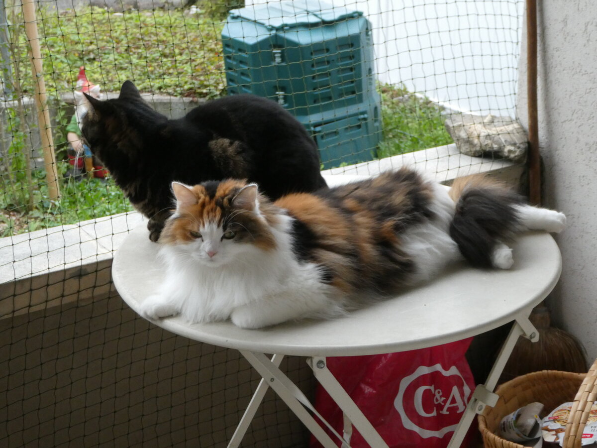 (255'759) - Kater Shaggy und Katze Nimerya am 30. September 2023 in Thun