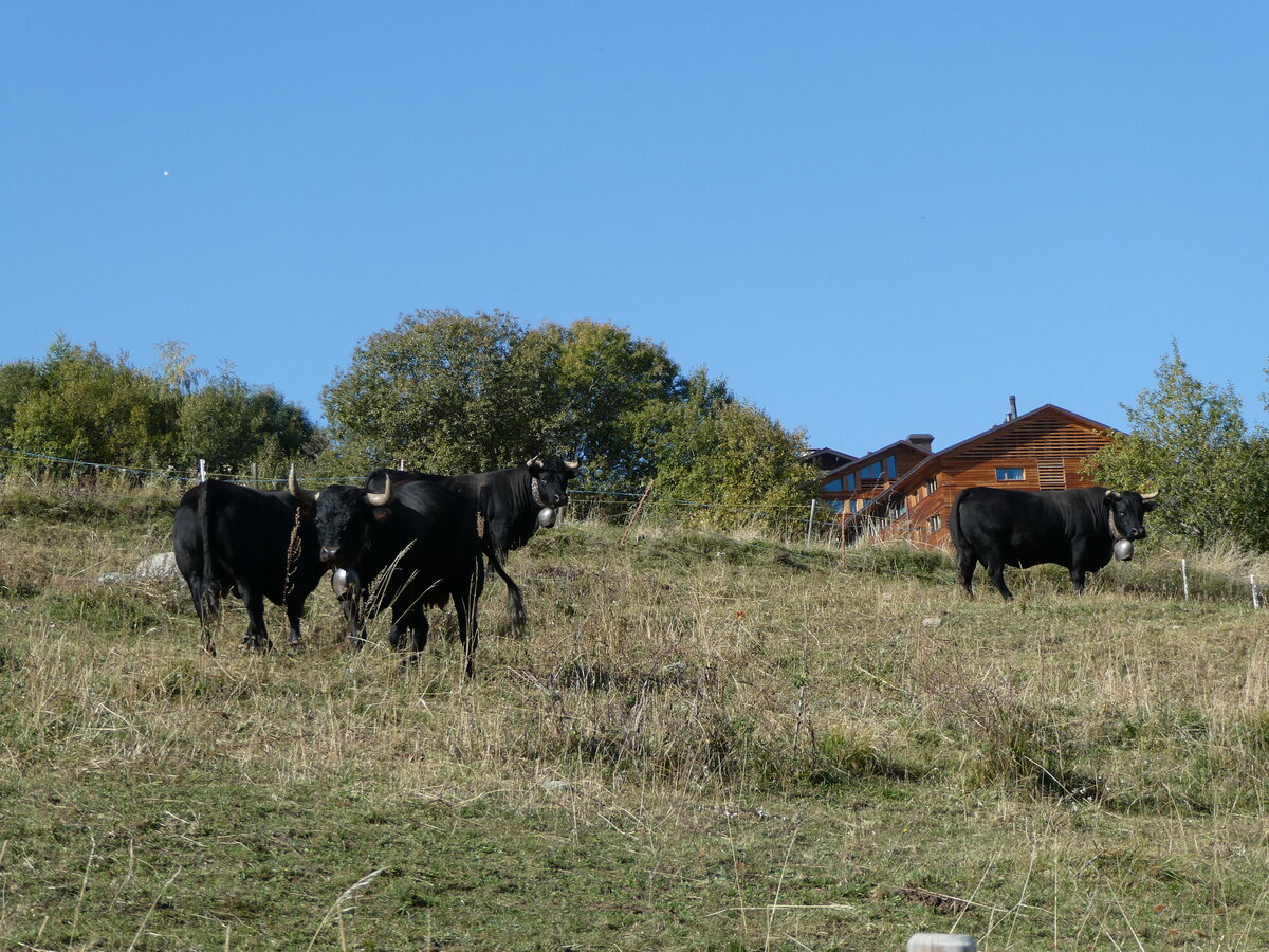 (256'014) - Eringer K�he am 8. Oktober 2023 bei Vercorin