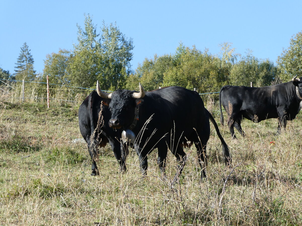 (256'015) - Eringer K�he am 8. Oktober 2023 bei Vercorin