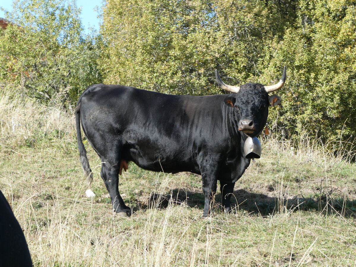 (256'016) - Eringer Kuh am 8. Oktober 2023 bei Vercorin