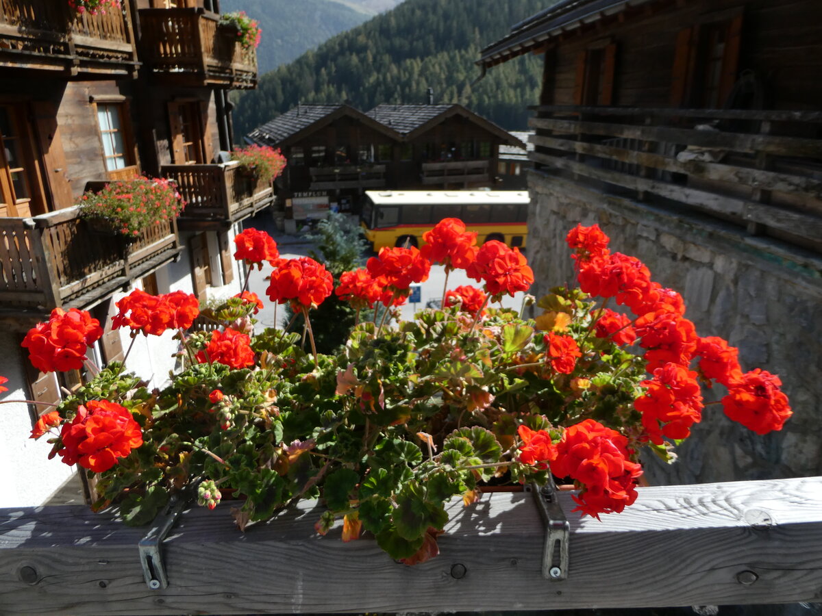 (256'048) - Geranien am 8. Oktober 2023 in Grimentz