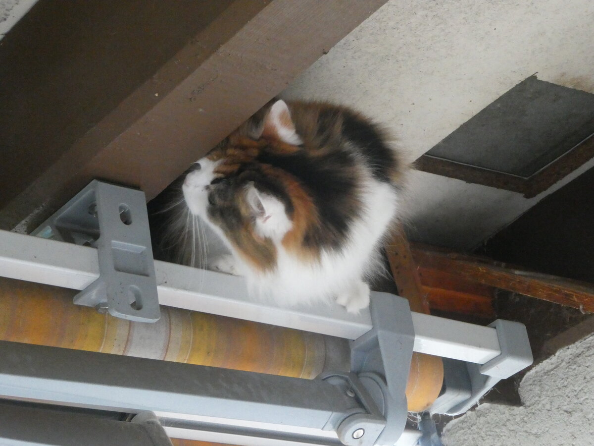 (256'068) - Nimerya auf der Sonnenstore am 12. Oktober 2023 in Thun