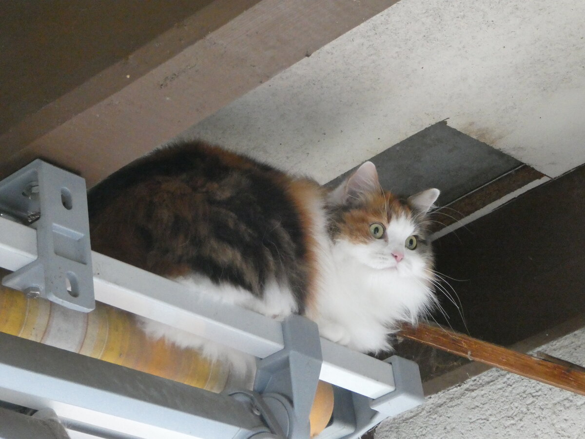 (256'070) - Nimerya auf der Sonnenstore am 12. Oktober 2023 in Thun