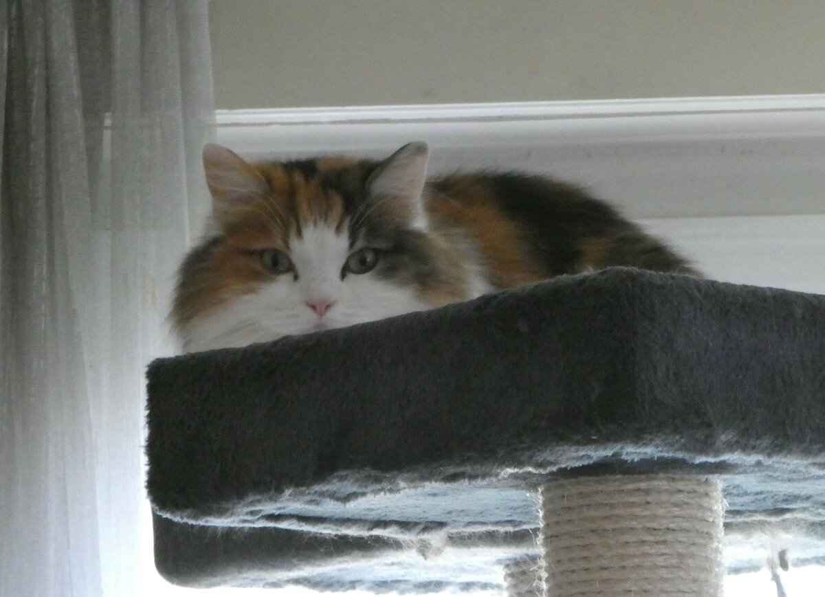 (256'808) - Katze Nimerya hoch oben am 7. November 2023 in Thun