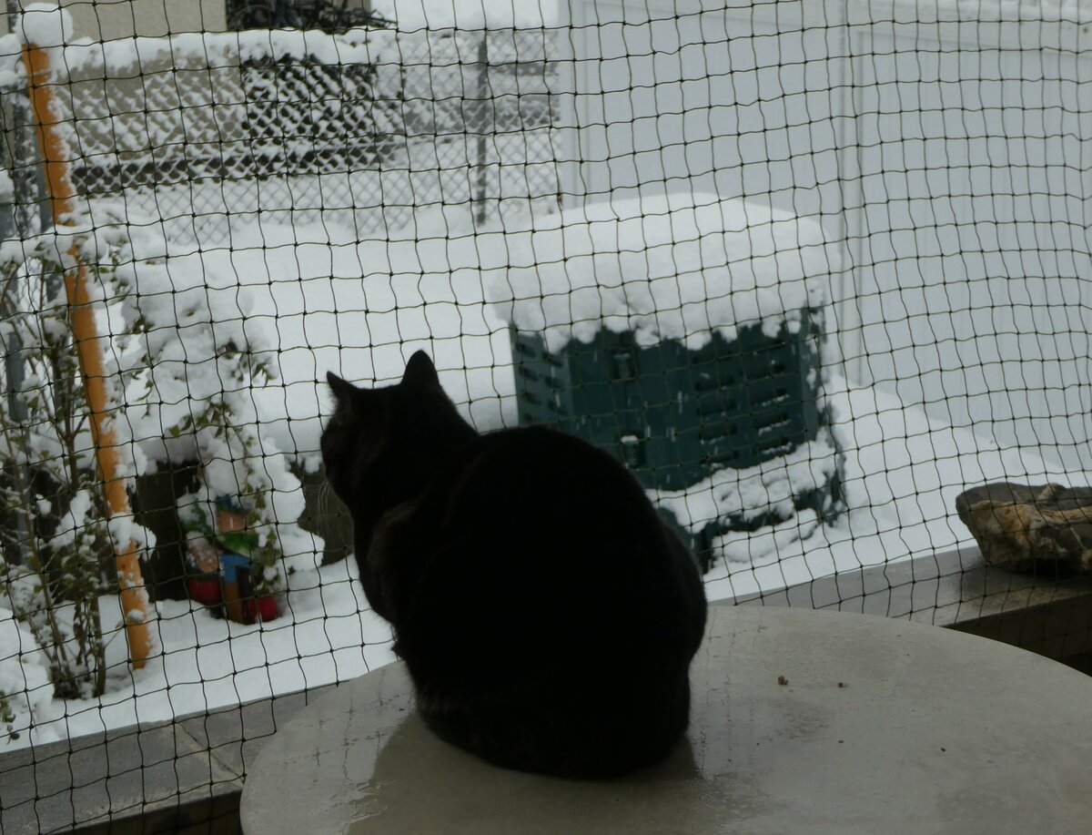 (257'343) - Kater Shaggy bewundert den Schnee am 2. Dezember 2023 in Thun