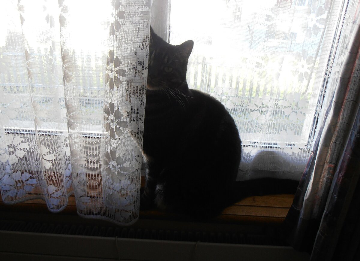 (257'920) - Kater Shaggy hinter dem Vorhang am 24. Dezember 2023 in Thun