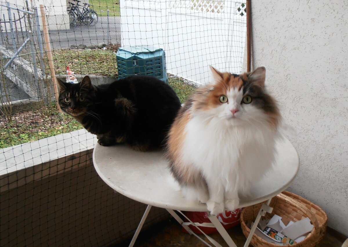 (258'016) - Kater Shaggy und Katze Nymeria am 29. Dezember 2023 in Thun
