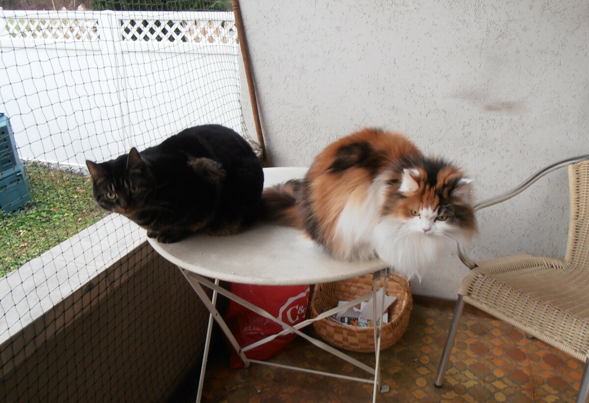 (258'017) - Kater Shaggy und Katze Nymeria am 29. Dezember 2023 in Thun