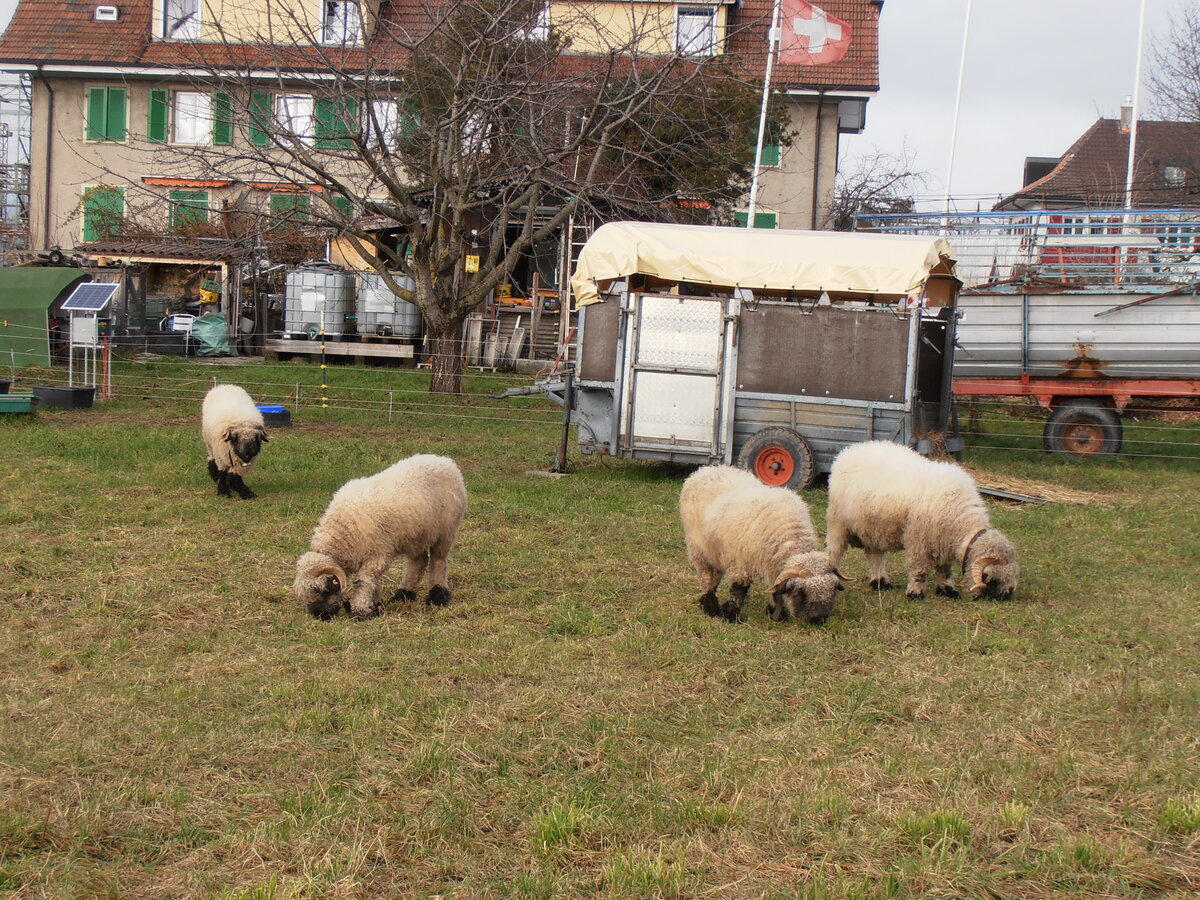(258'090) - Vier Schafe am 1. Januar 2024 in Kerzers