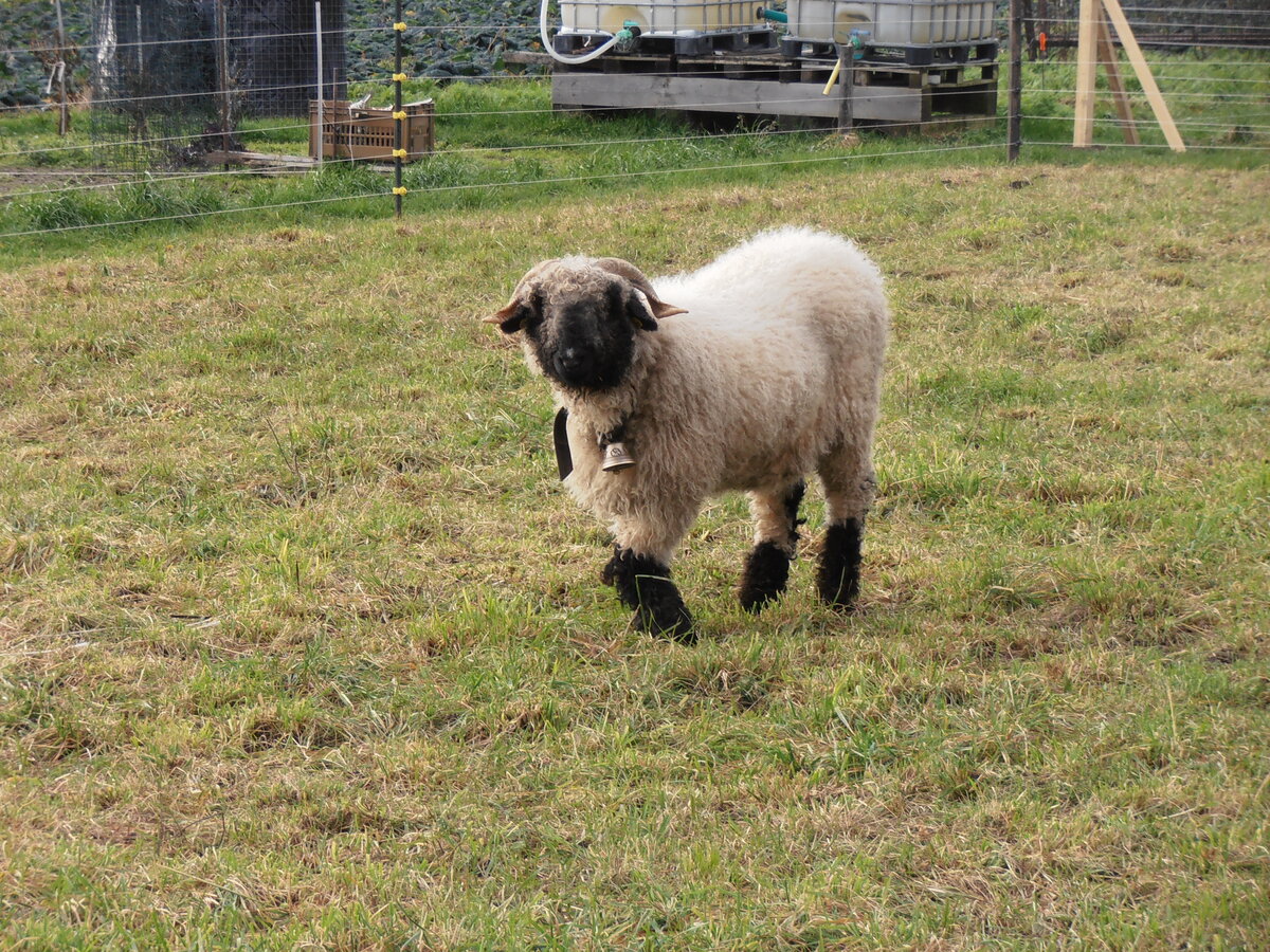 (258'093) - Schaf am 1. Januar 2024 in Kerzers