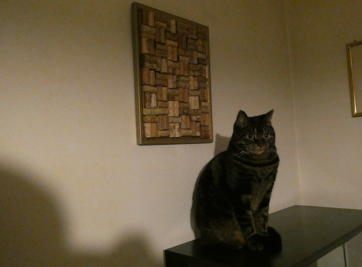 (258'481) - Kater Shaggy auf der Vitrine am 8. Januar 2024 in Thun