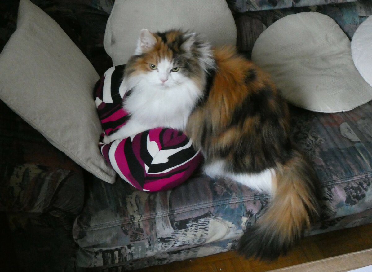 (258'494) - Nymeria auf dem Sofa am 8. Januar 2024 in Thun