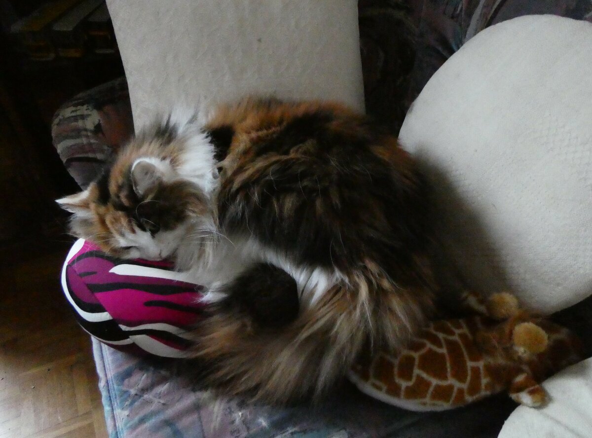 (258'504) - Nymeria auf dem Sofa am 8. Januar 2024 in Thun