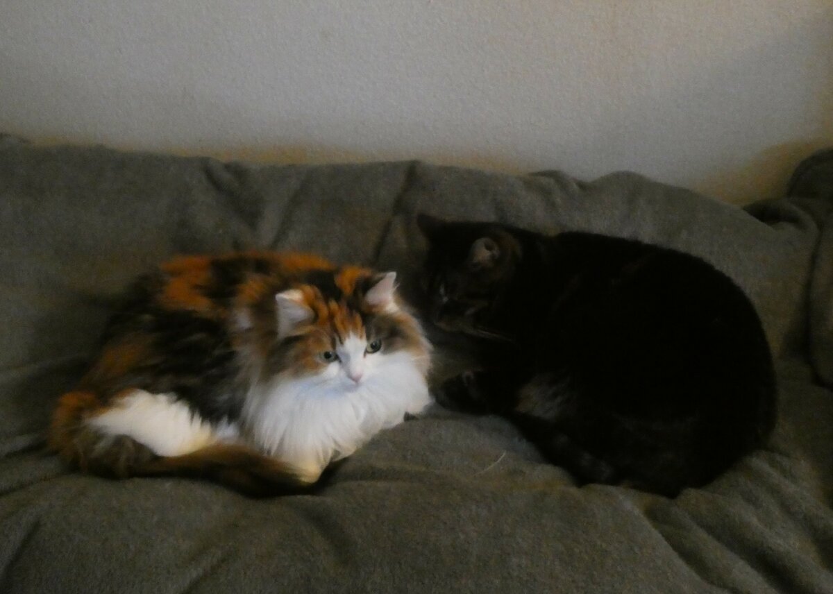 (258'647) - Nymeria und Shaggy auf dem Bett am 12. Januar 2024 in Thun