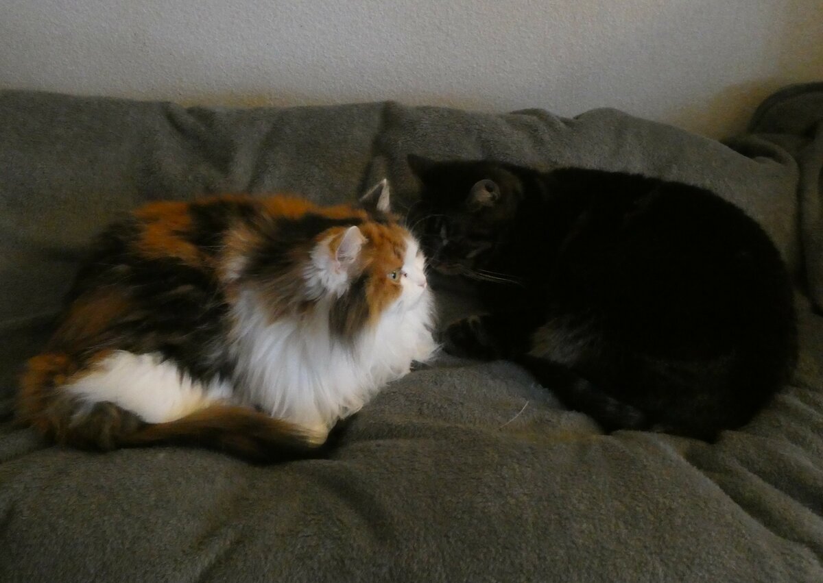 (258'648) - Nymeria und Shaggy auf dem Bett am 12. Januar 2024 in Thun
