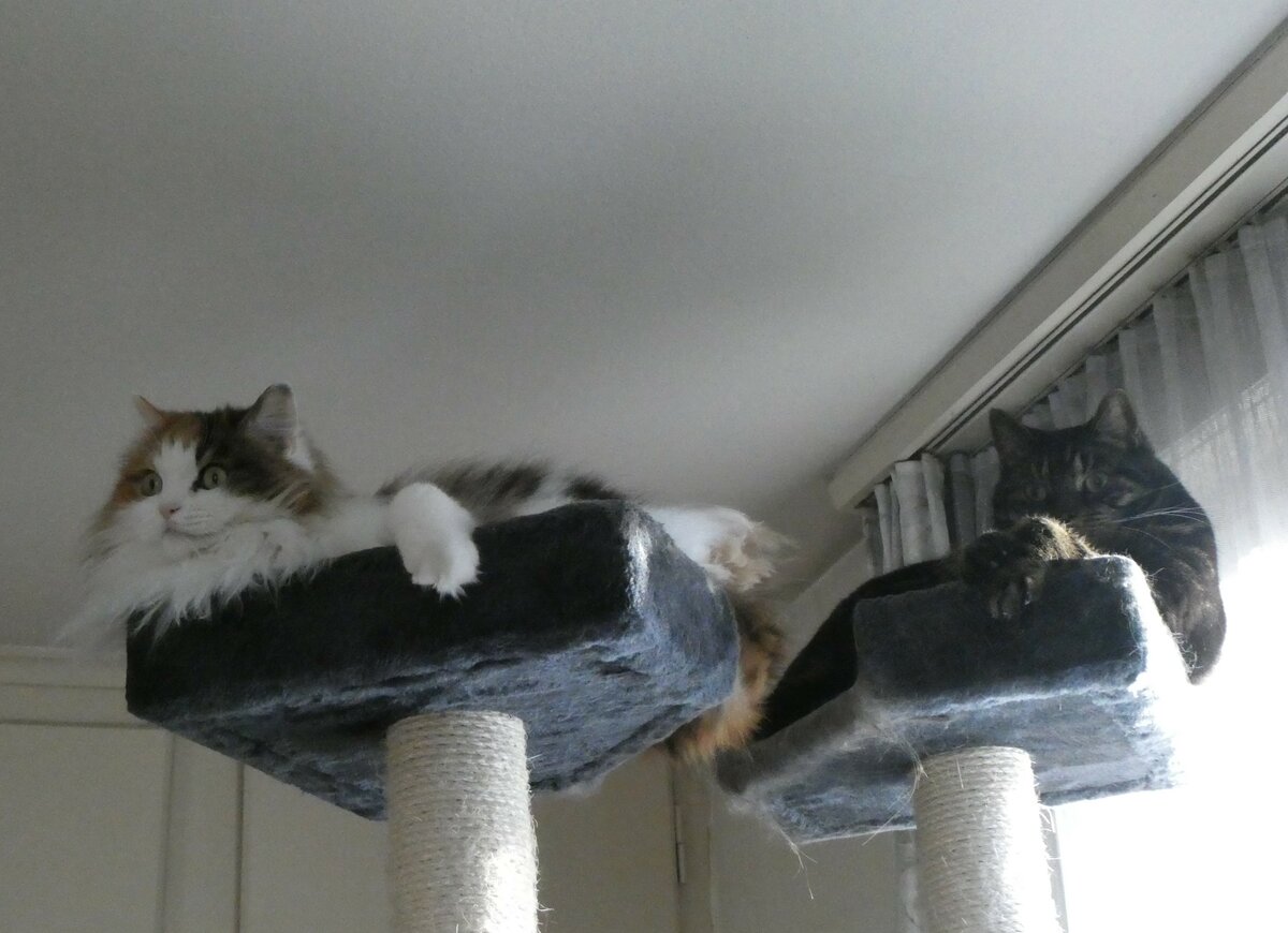 (259'142) - Katze Nymeria und Kater Shaggy in luftiger H�he am 6. Februar 2024 in Thun 