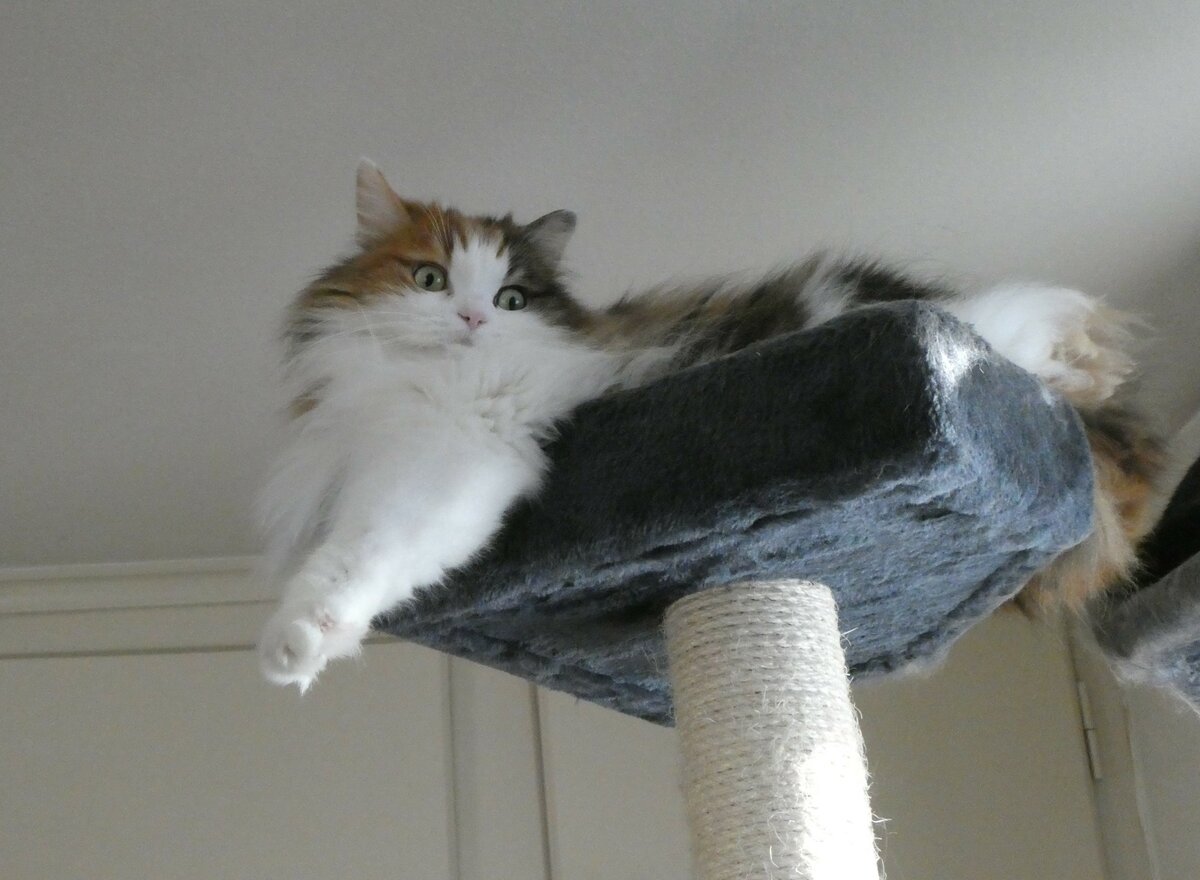 (259'143) - Katze Nymeria in luftiger H�he am 6. Februar 2024 in Thun