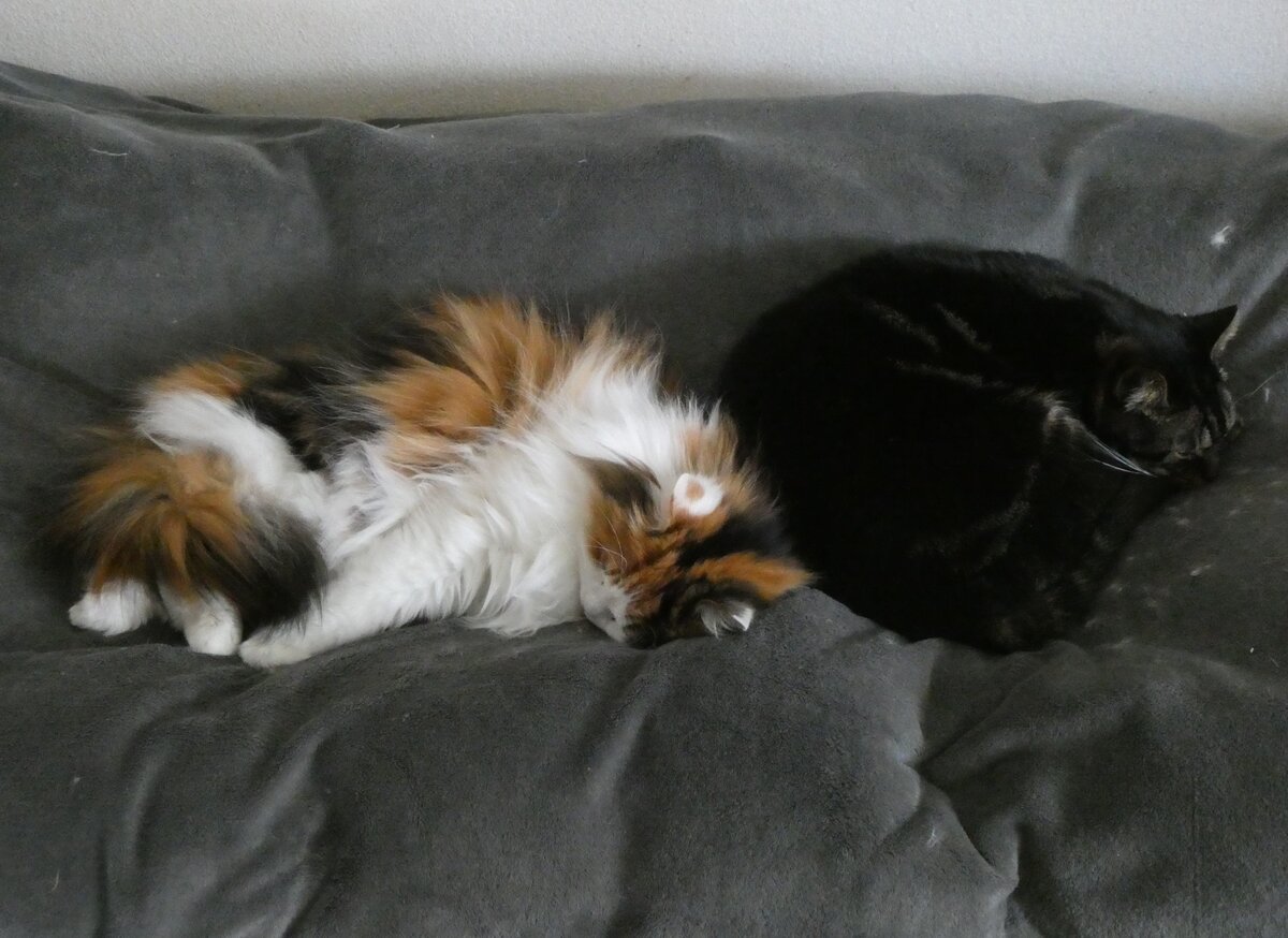 (260'255) - Katze Nymeria und Kater Shaggy auf dem Bett am 11. M�rz 2024 in Thun