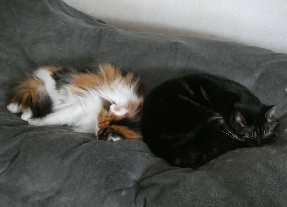 (260'256) - Katze Nymeria und Kater Shaggy auf dem Bett am 11. M�rz 2024 in Thun
