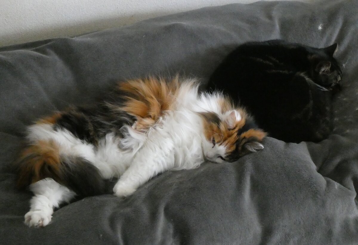 (260'257) - Katze Nymeria und Kater Shaggy auf dem Bett am 11. M�rz 2024 in Thun