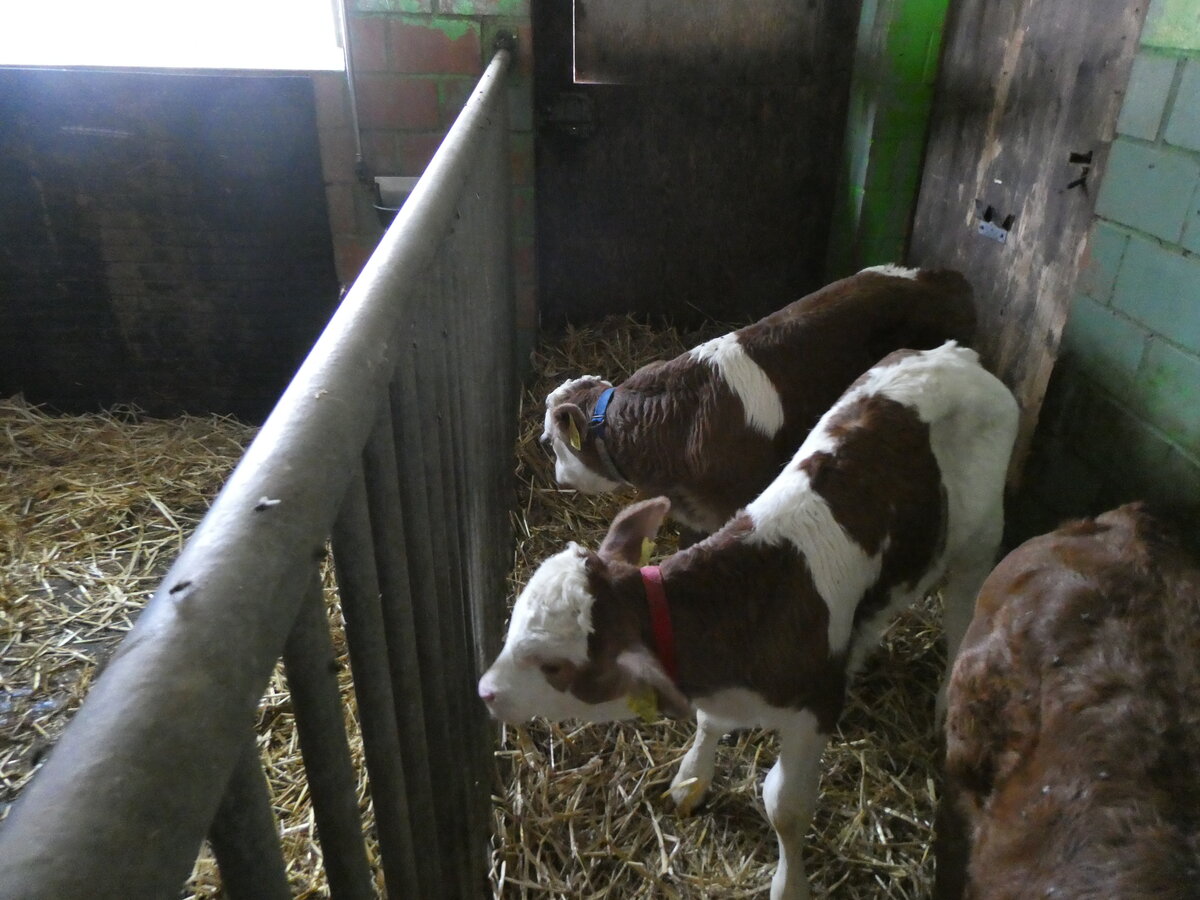 (263'176) - Zwillingsk�lber gerade mal eine Woche alt am 26. Mai 2024 in Horn bei D�rrenroth