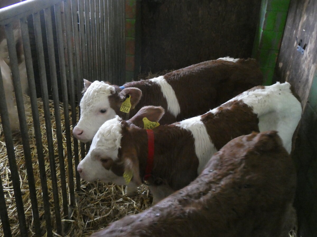 (263'178) - Zwillingsk�lber gerade einmal eine Woche alt am 26. Mai 2024 in Horn bei D�rrenroth