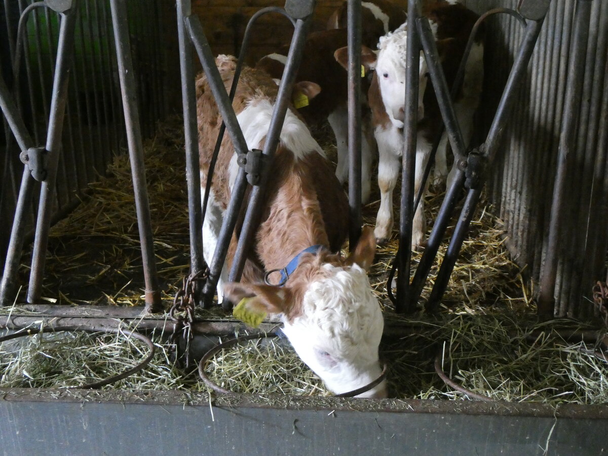 (263'179) - K�lbchen beim Fressen am 26. Mai 2024 in Horn bei D�rrenroth