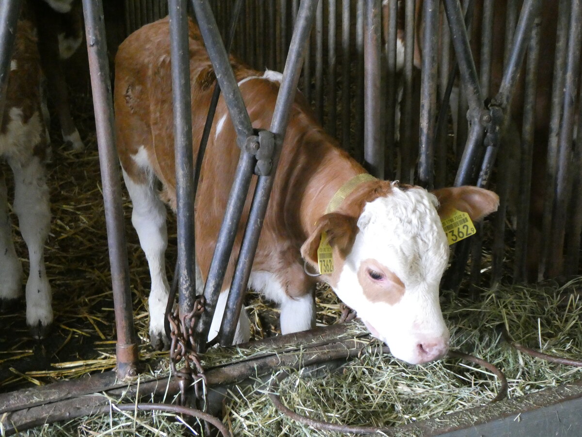 (263'180) - K�lbchen beim Fressen am 26. Mai 2024 in Horn bei D�rrenroth