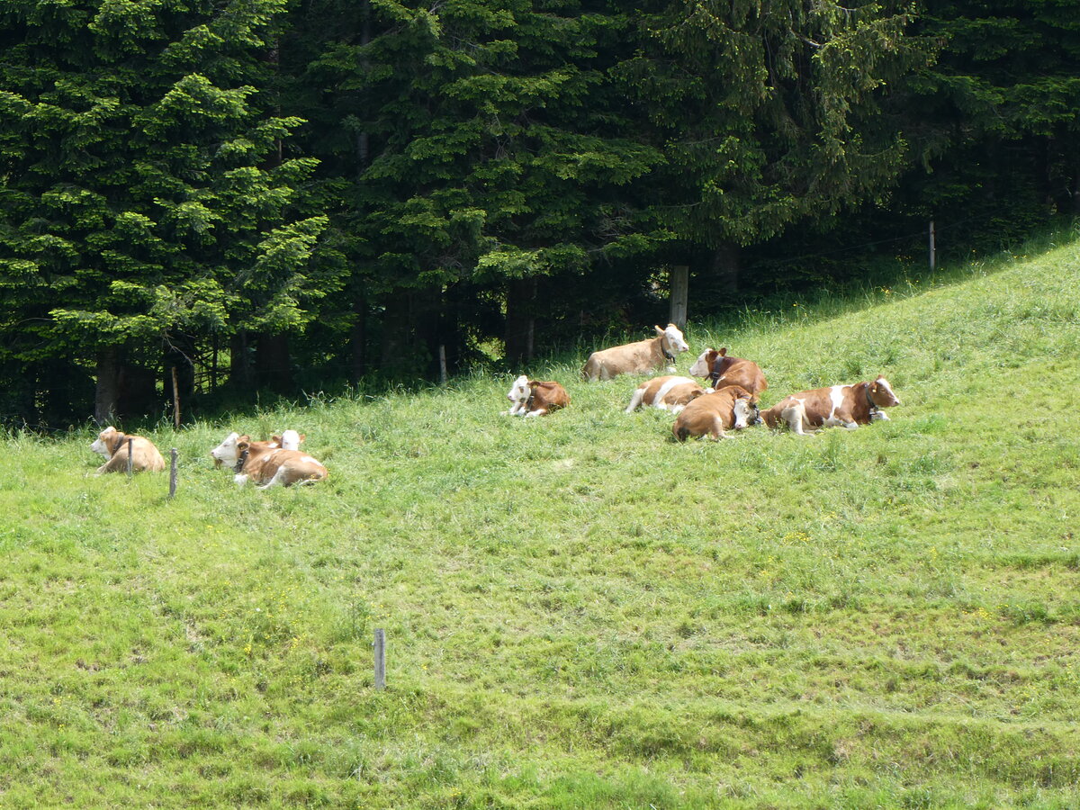 (263'185) - Weidende K�he am 26. Mai 2024 in Horn bei D�rrenroth