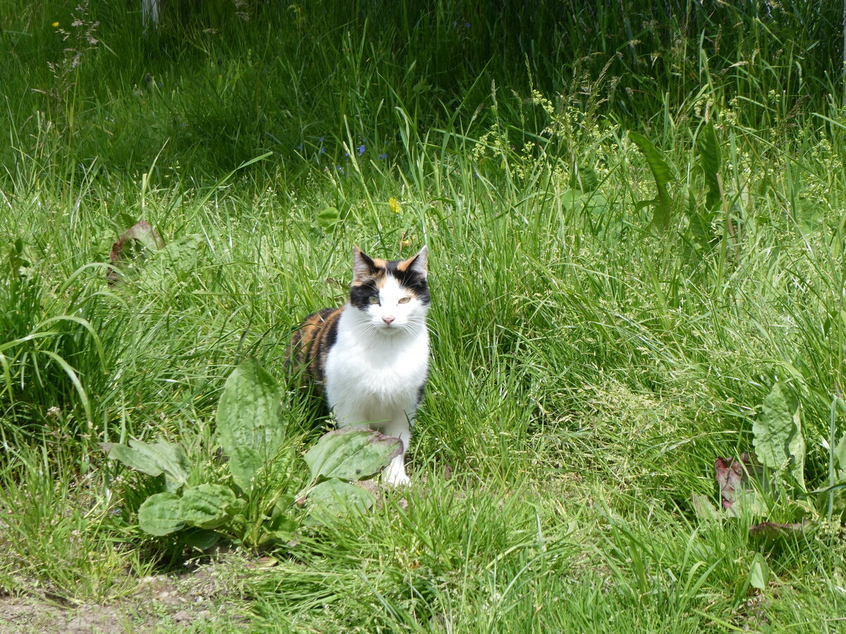 (263'189) - Katze am 26. Juni 2024 in Horn bei D�rrenroth