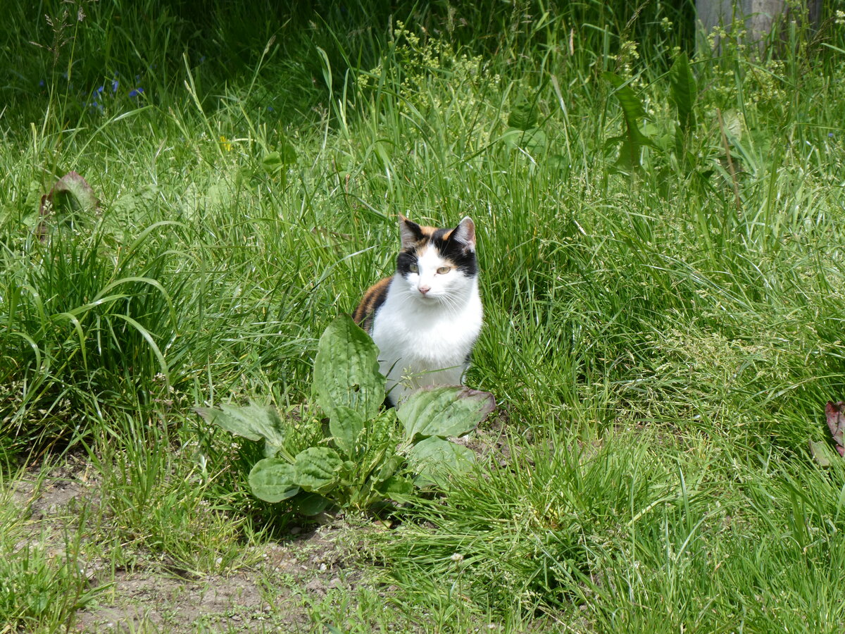 (263'190) - Katze am 26. Mai 2024 in Horn bei D�rrenroth