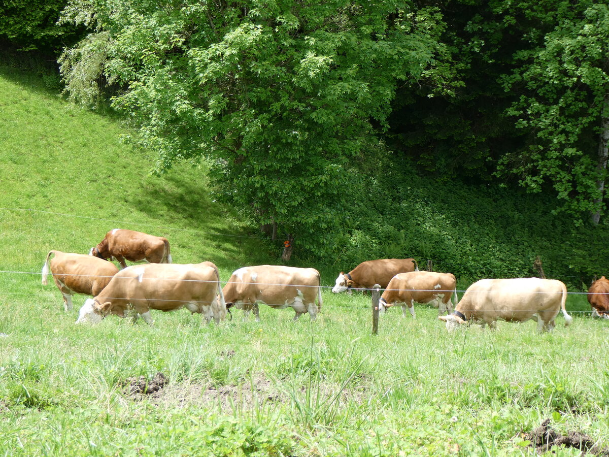 (263'191) - Weidende K�he am 26. Mai 2024 in Horn bei D�rrenroth