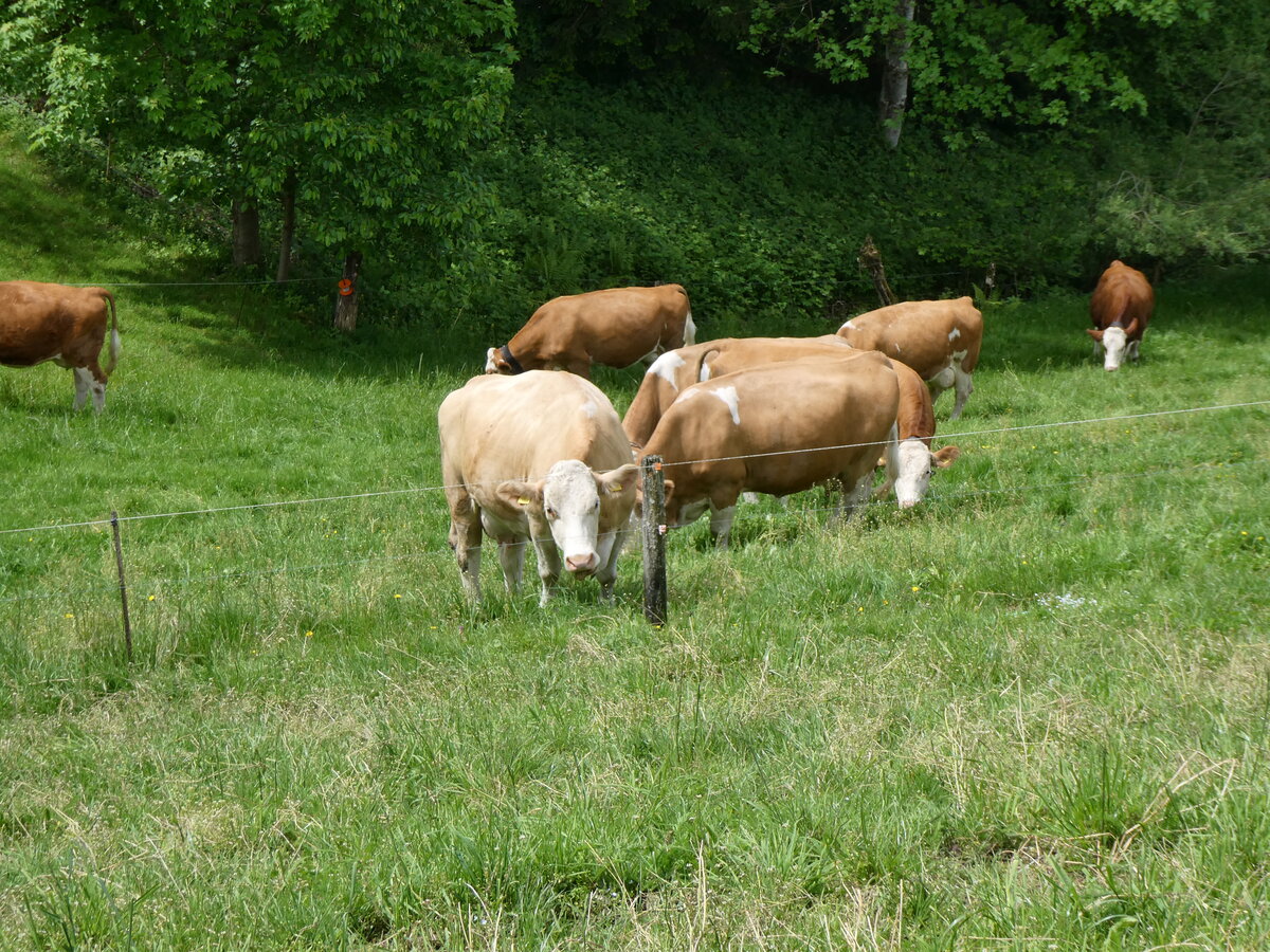 (263'192) - Weidende K�he am 26. Mai 2024 in Horn bei D�rrenroth