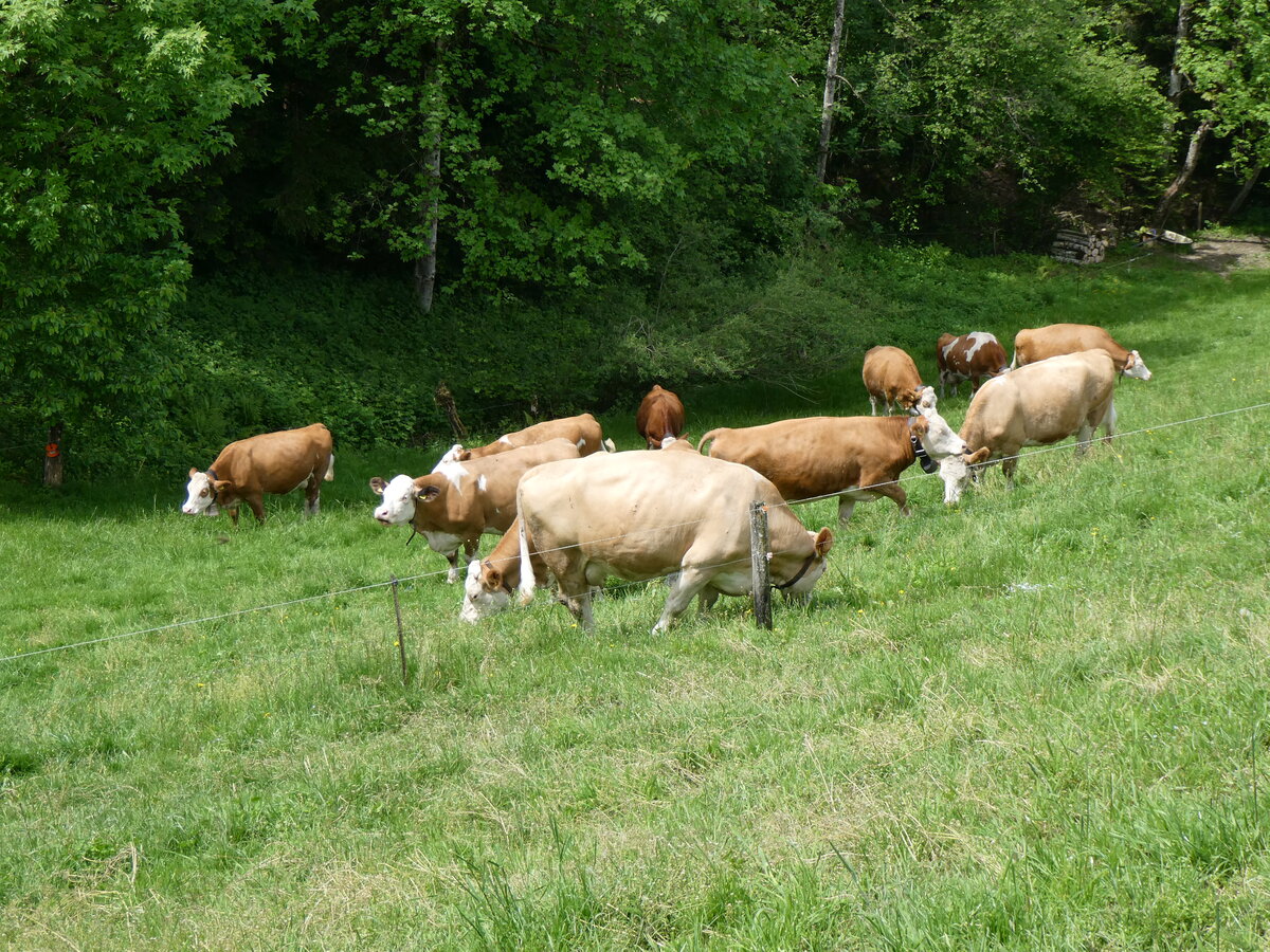 (263'193) - Weidende K�he am 26. Mai 2024 in Horn bei D�rrenroth