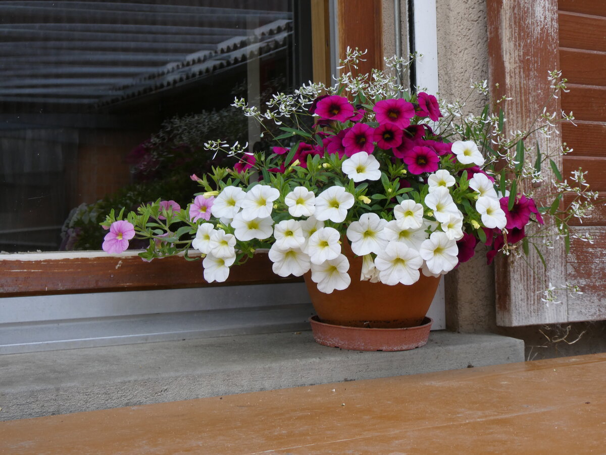 (263'194) - Blumen am 26. Mai 2024 in Horn bei D�rrenroth