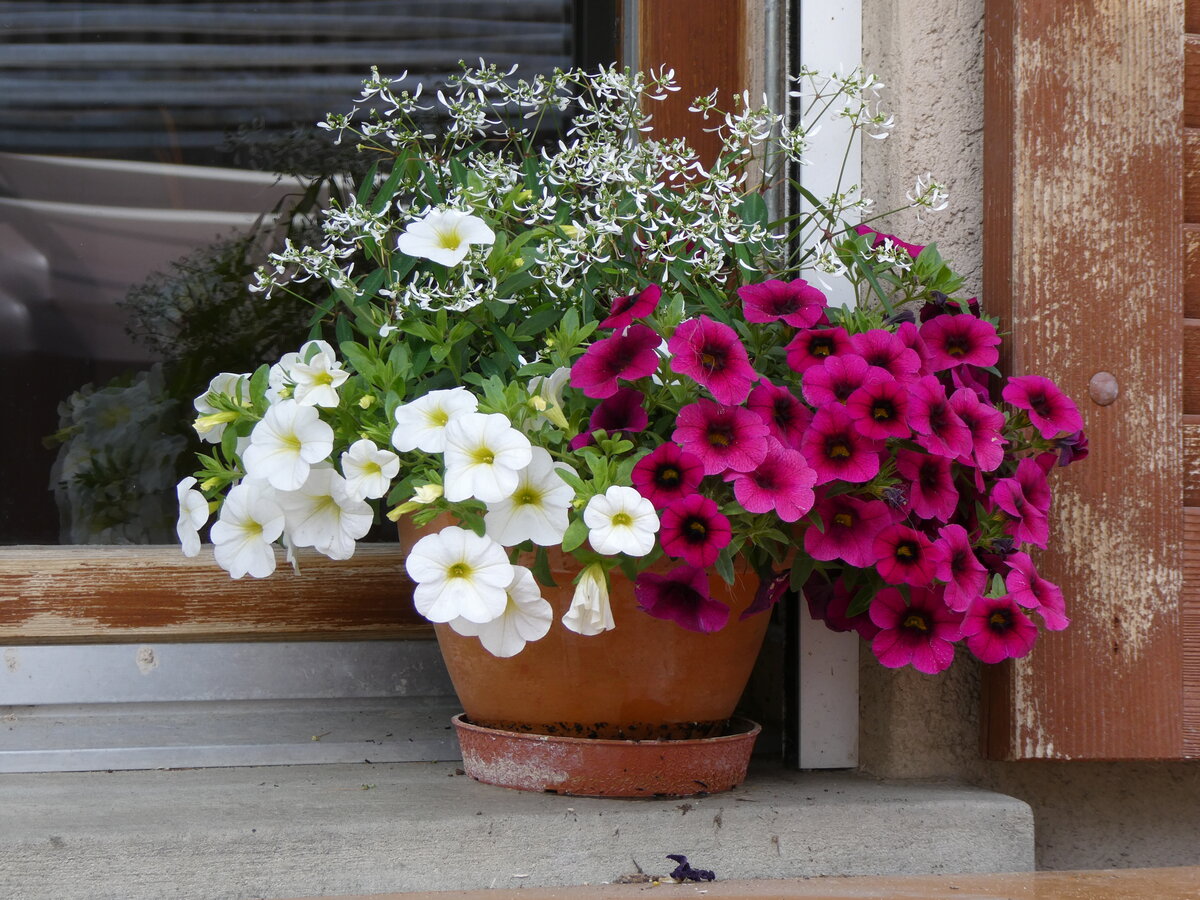 (263'195) - Blumen am 26. Mai 2024 in Horn bei D�rrenroth