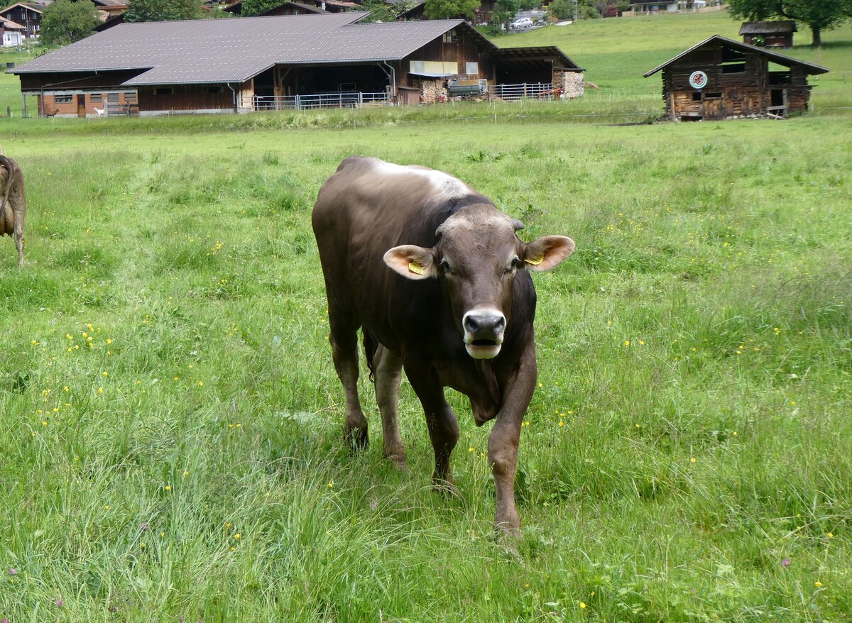 (263'223) - Rind am 28. Mai 2024 auf dem Ballenberg bei Hofstetten