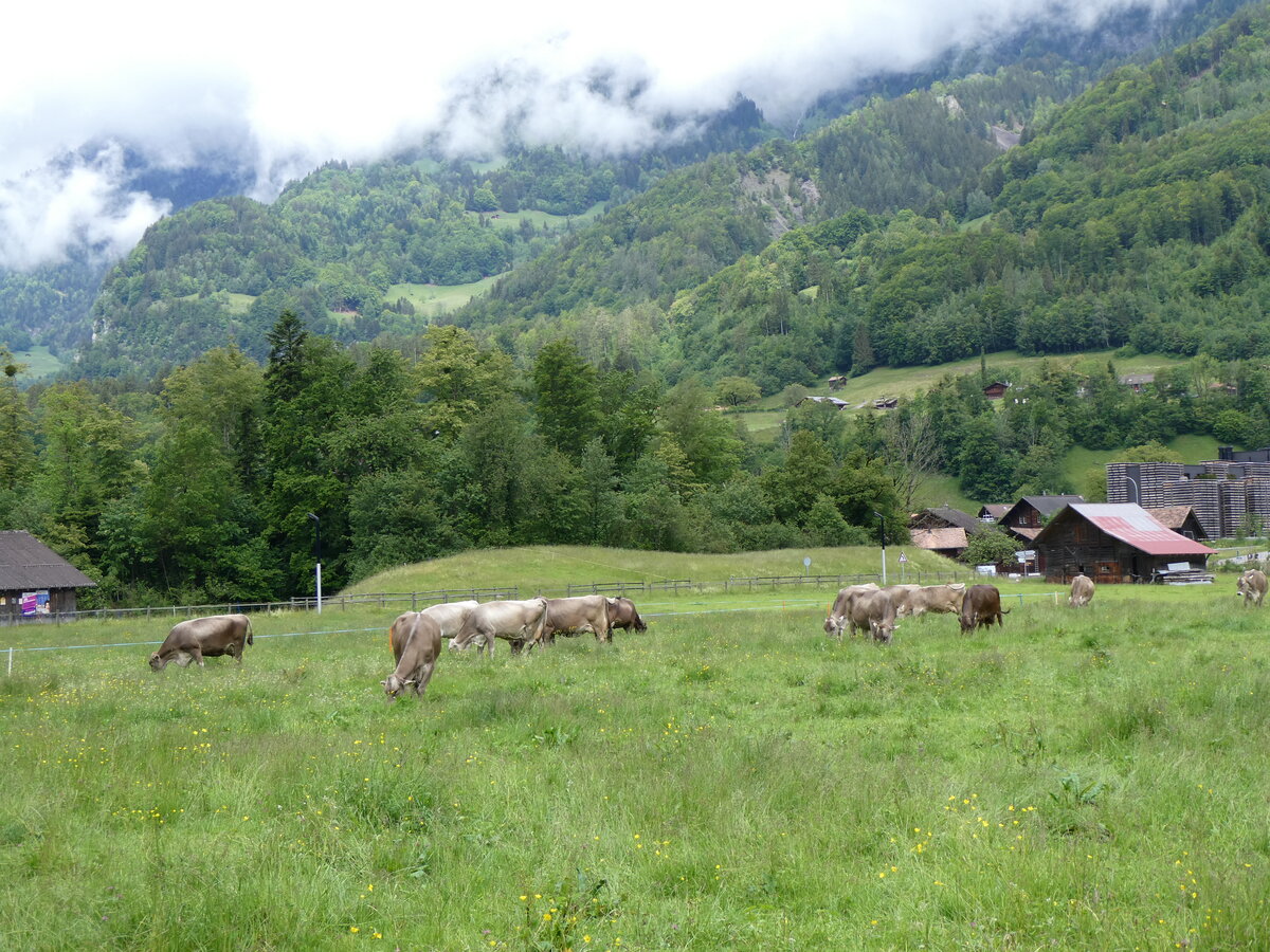 (263'227) - Rinder am 28. Mai 2024 auf dem Ballenberg bei Hofstetten