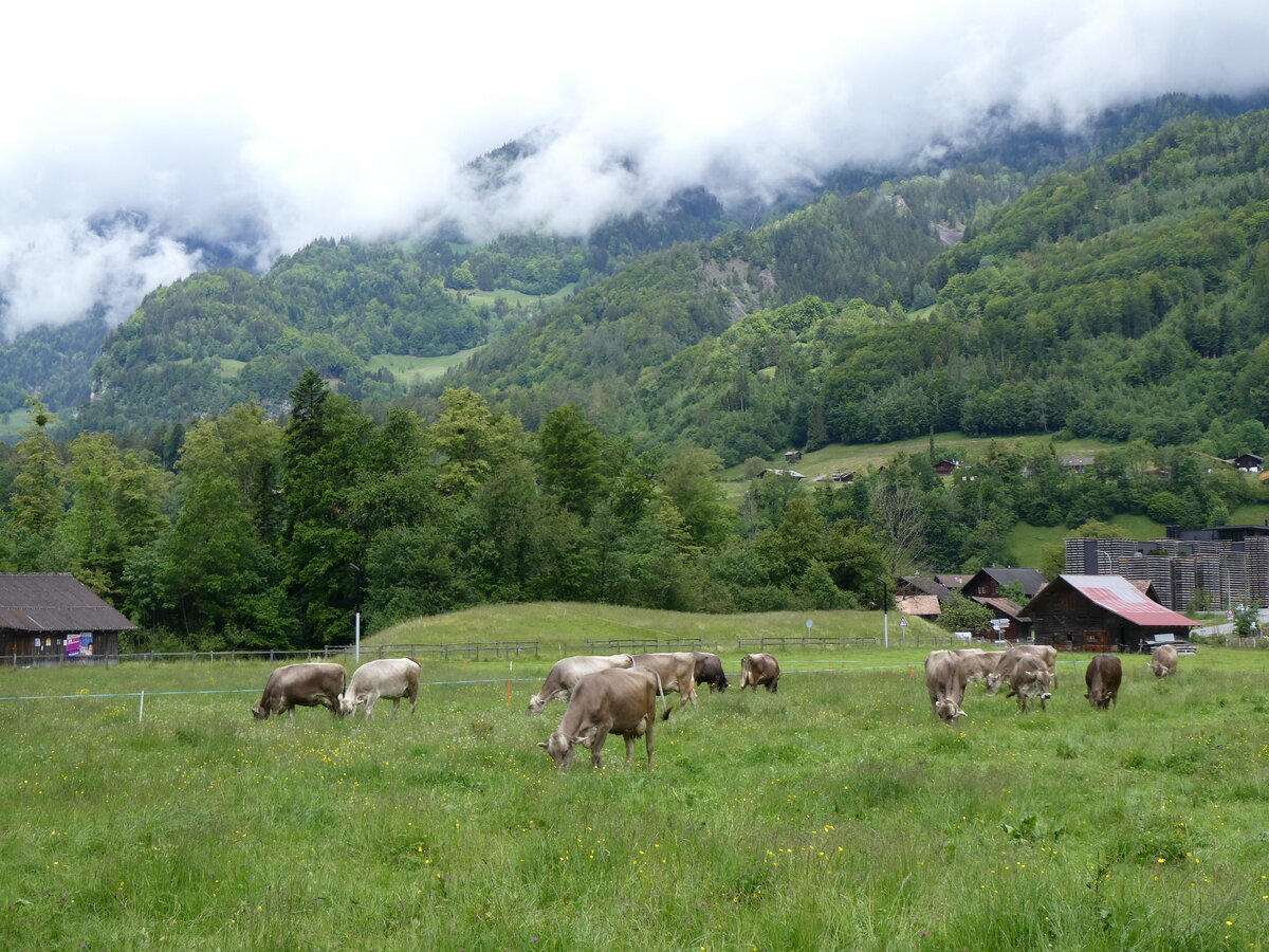 (263'228) - Rinder am 28. Mai 2024 auf dem Ballenberg bei Hofstetten
