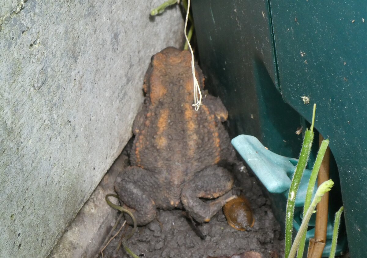 (263'256) - Frosch kam nach dem Rasenm�hen zum Vorschein am 29. Mai 2024 in Thun