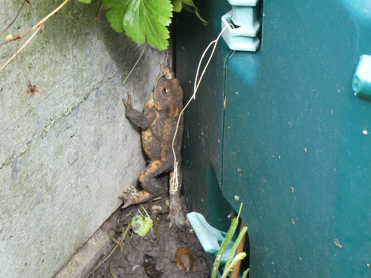 (263'257) - Frosch probiert sich zu retten am 29. Mai 2024 in Thun