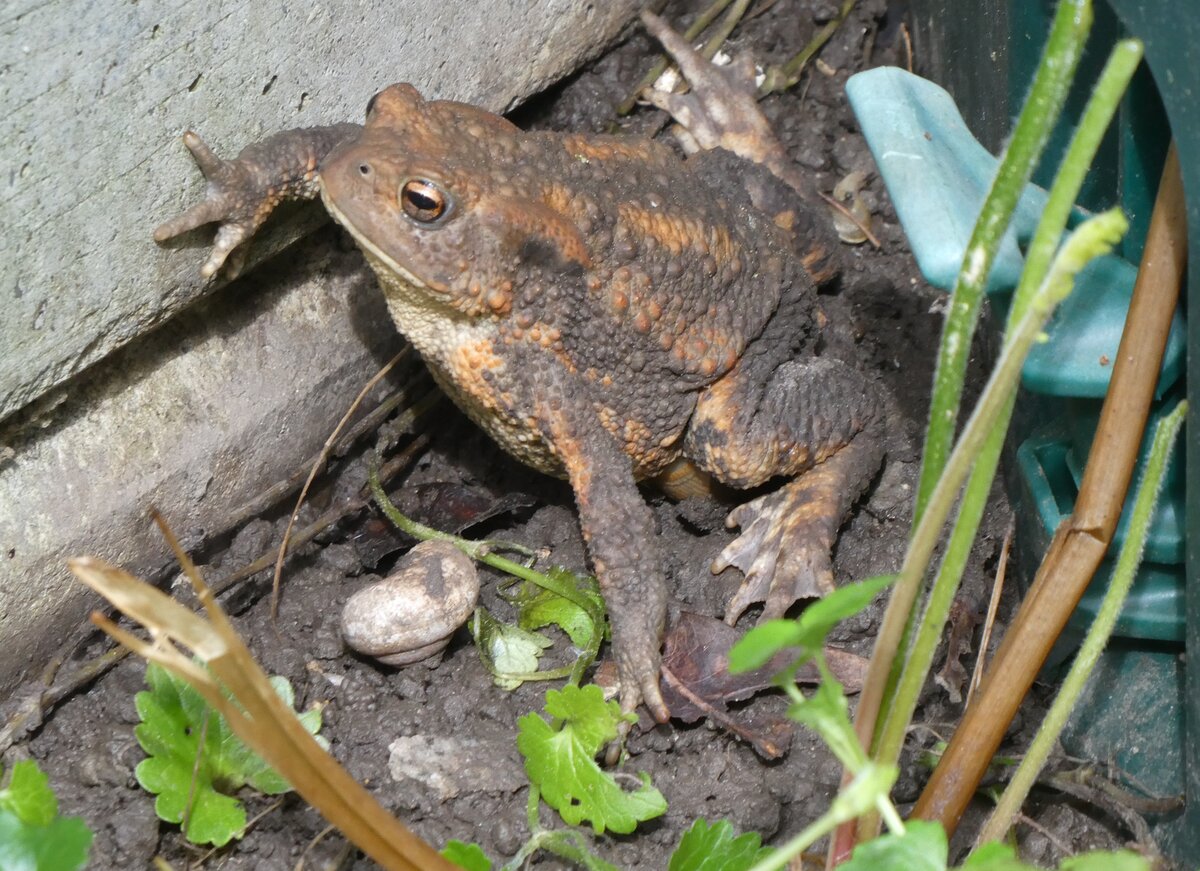 (263'258) - Frosch nach versuchtem Fluchtversuch am 29. Mai 2024 in Thun