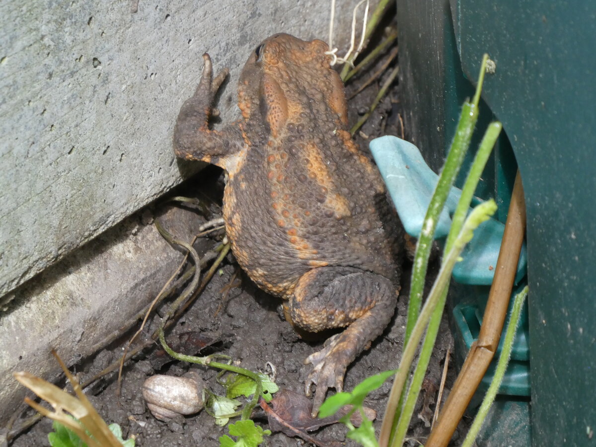 (263'259) - Frosch nimmt erneut einen Fluchtversuch am 29. Mai 2024 in Thun